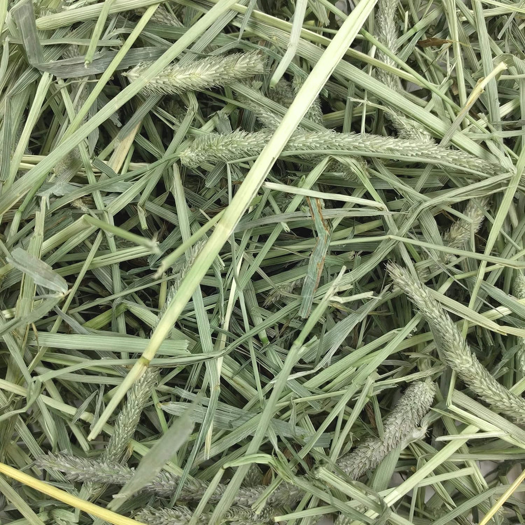 Western Timothy Hay, Guinea Pig Hay, Small Pet Bunny Supplies, All Natural Grass for Guinea Pig, Bunny, Chinchilla & Hamster,  Rabbit Supplies for Bunnies, 9 Lb Box