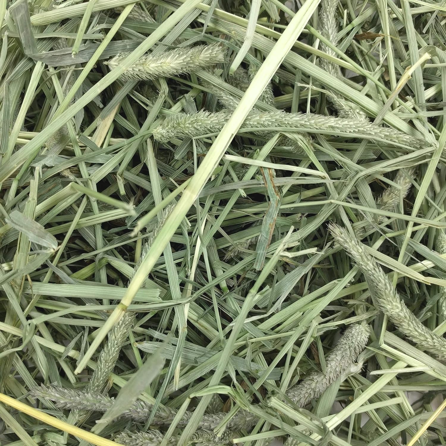 Western Timothy Hay, Guinea Pig Hay, Small Pet Bunny Supplies, All Natural Grass for Guinea Pig, Bunny, Chinchilla & Hamster,  Rabbit Supplies for Bunnies, 9 Lb Box